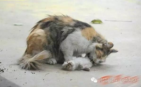 小奶猫惨遭杀害流浪猫妈妈悲痛舔尸是谁这么残忍