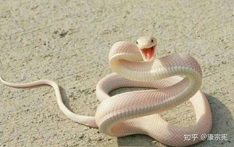 "也许吧?"说完王顺将那片蛇蜕放进了一个小木盒中."他爸!