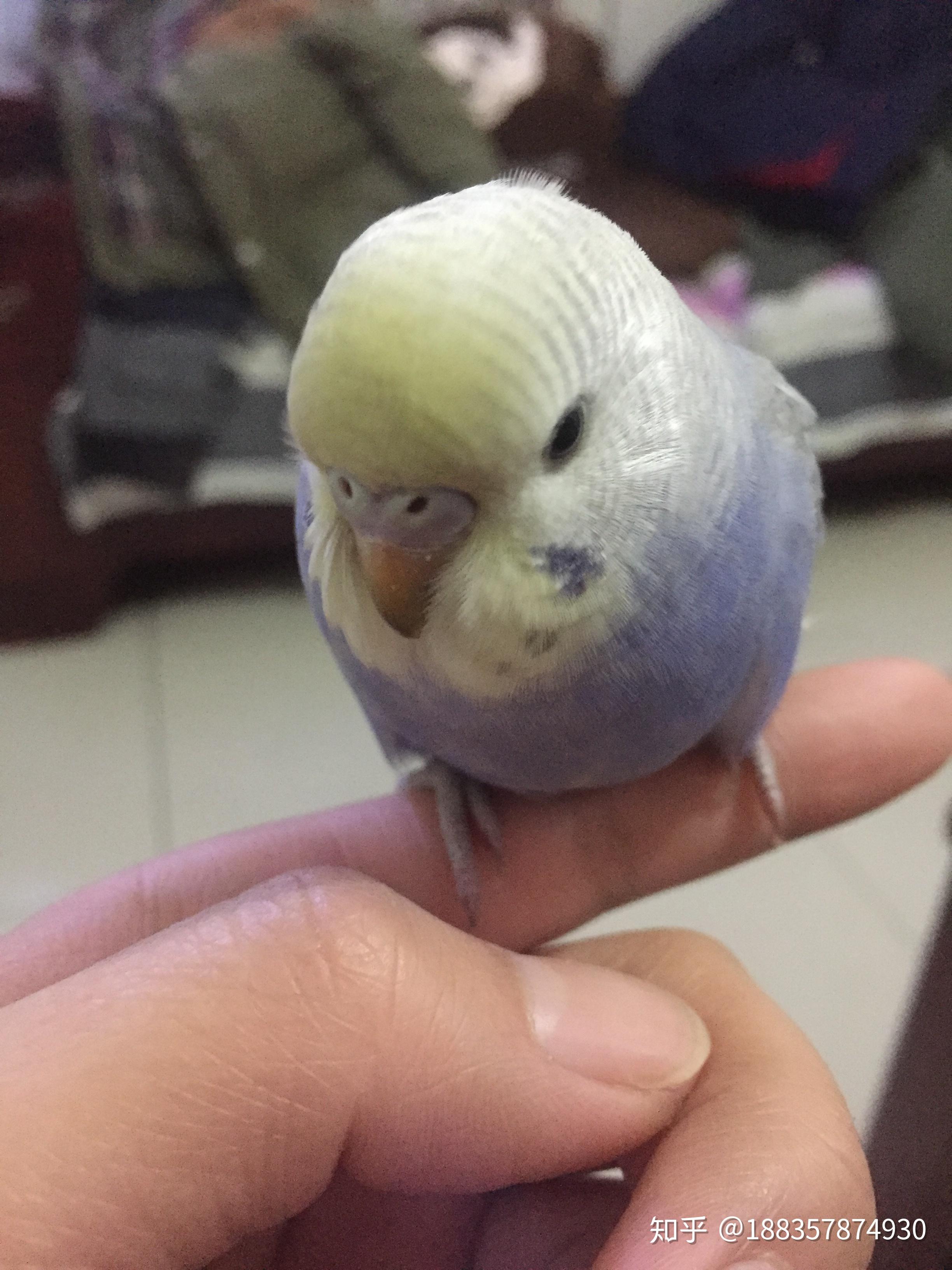 看看这个80￥买的紫双金虎皮鹦鹉怎么样纯不纯值不值这个价