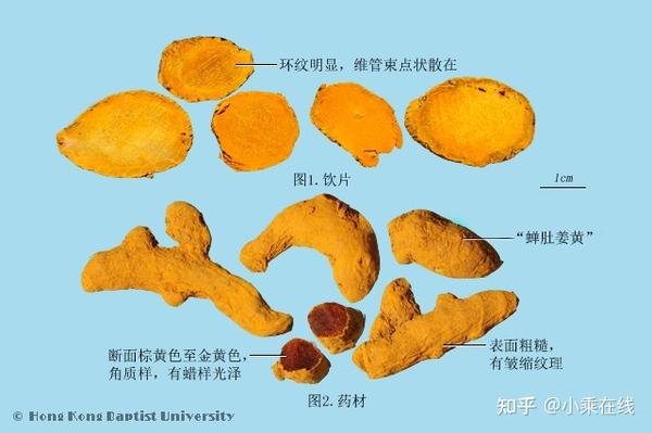 姜黄（中药材资料、植物图像） - 知乎