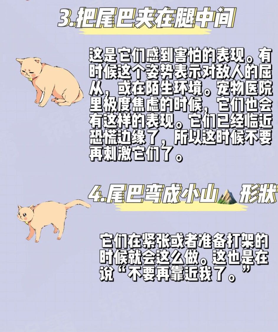 12种猫咪尾巴语言!帮你读懂猫咪心情 - 知乎