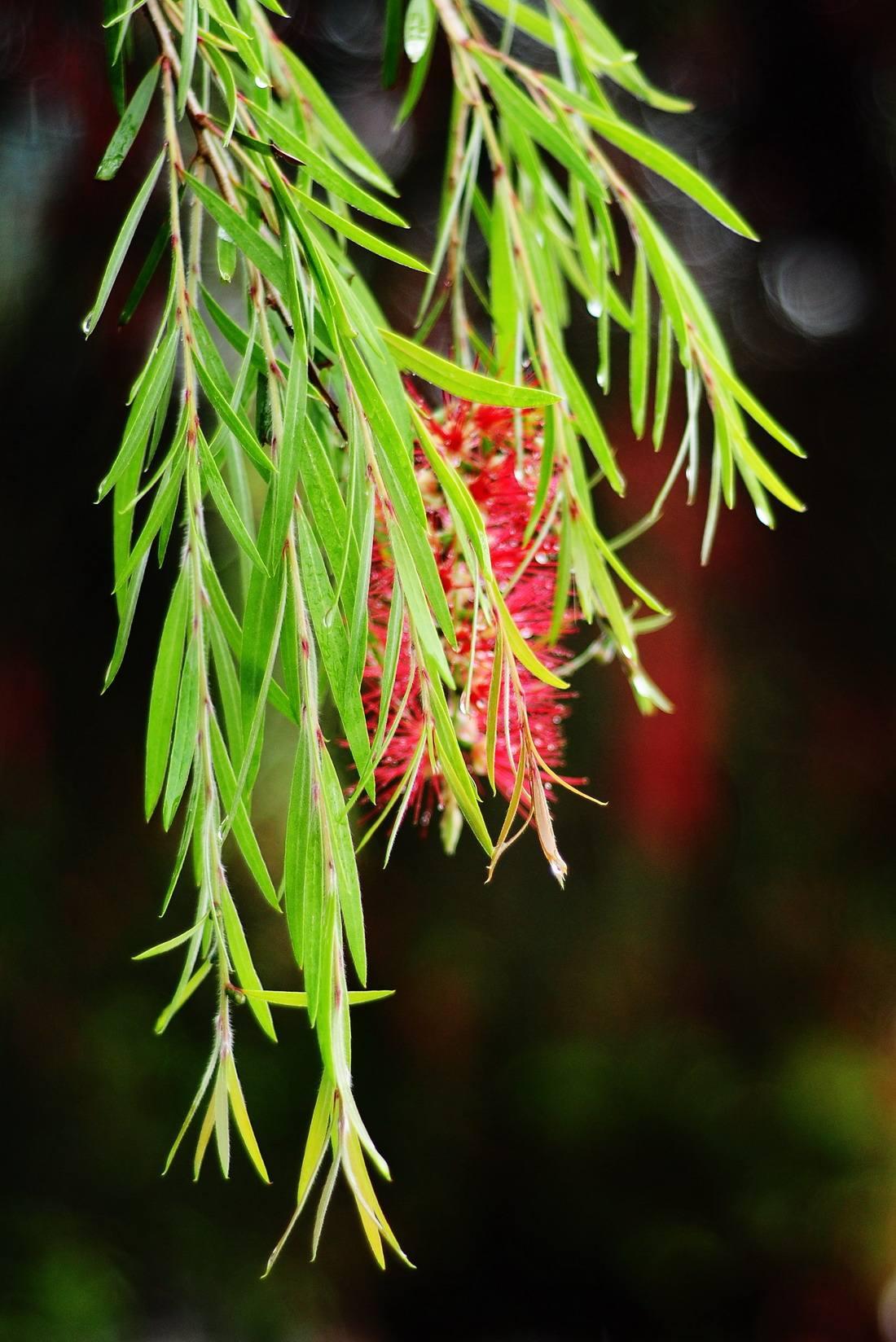 刘子和小白菜图片