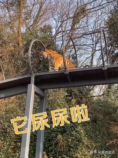 南京动物园一老虎天桥上向下撒尿游客旁边警示牌写着小心天降甘霖