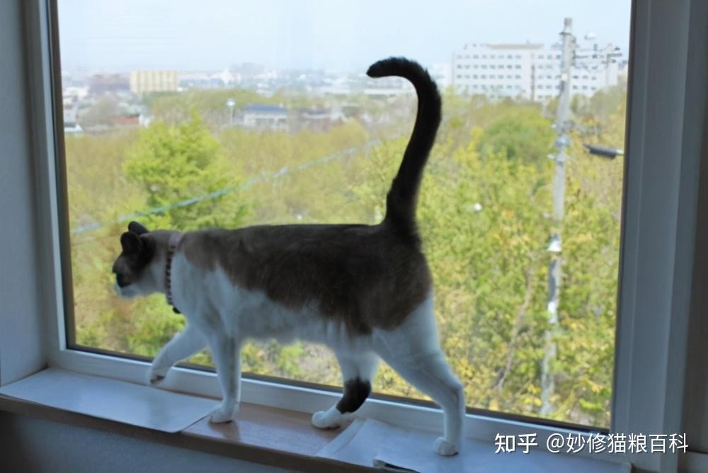 神奇的猫尾猫咪的尾巴会表达不同的情绪你看出来了吗