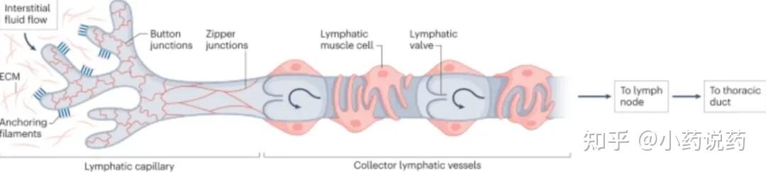 肿瘤免疫治疗与淋巴系统 - 知乎