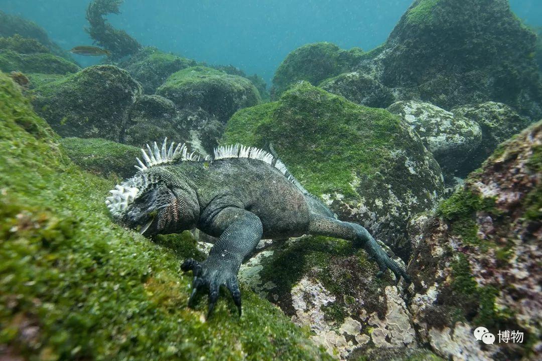 蓝脚鲣鸟干嘛老抬着jio到处battle