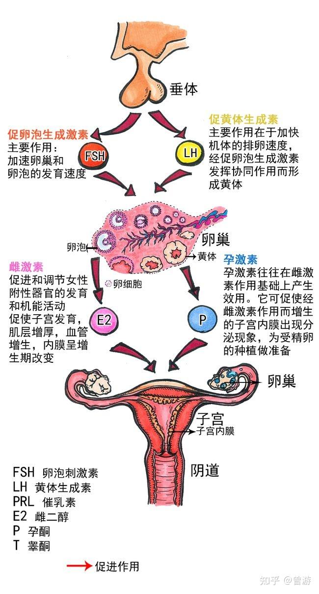 黄体生成素和人绒毛膜促性腺激素：区分独特的生理作用 - 知乎
