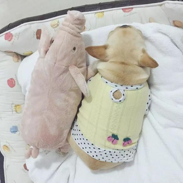 哪一个养狗久了的铲屎官 最后不都变成了老母亲和老父亲 知乎