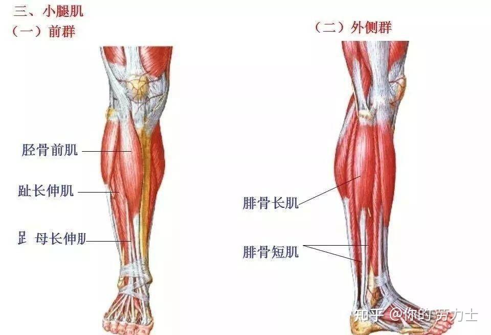 全身肌肉解剖圖彙總及肌肉功能