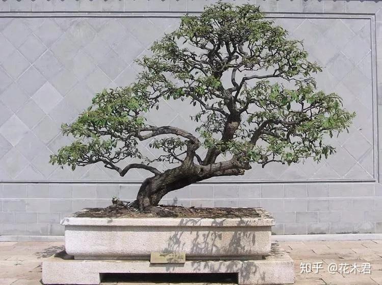 盆景造型的六种拿弯技法经验分享