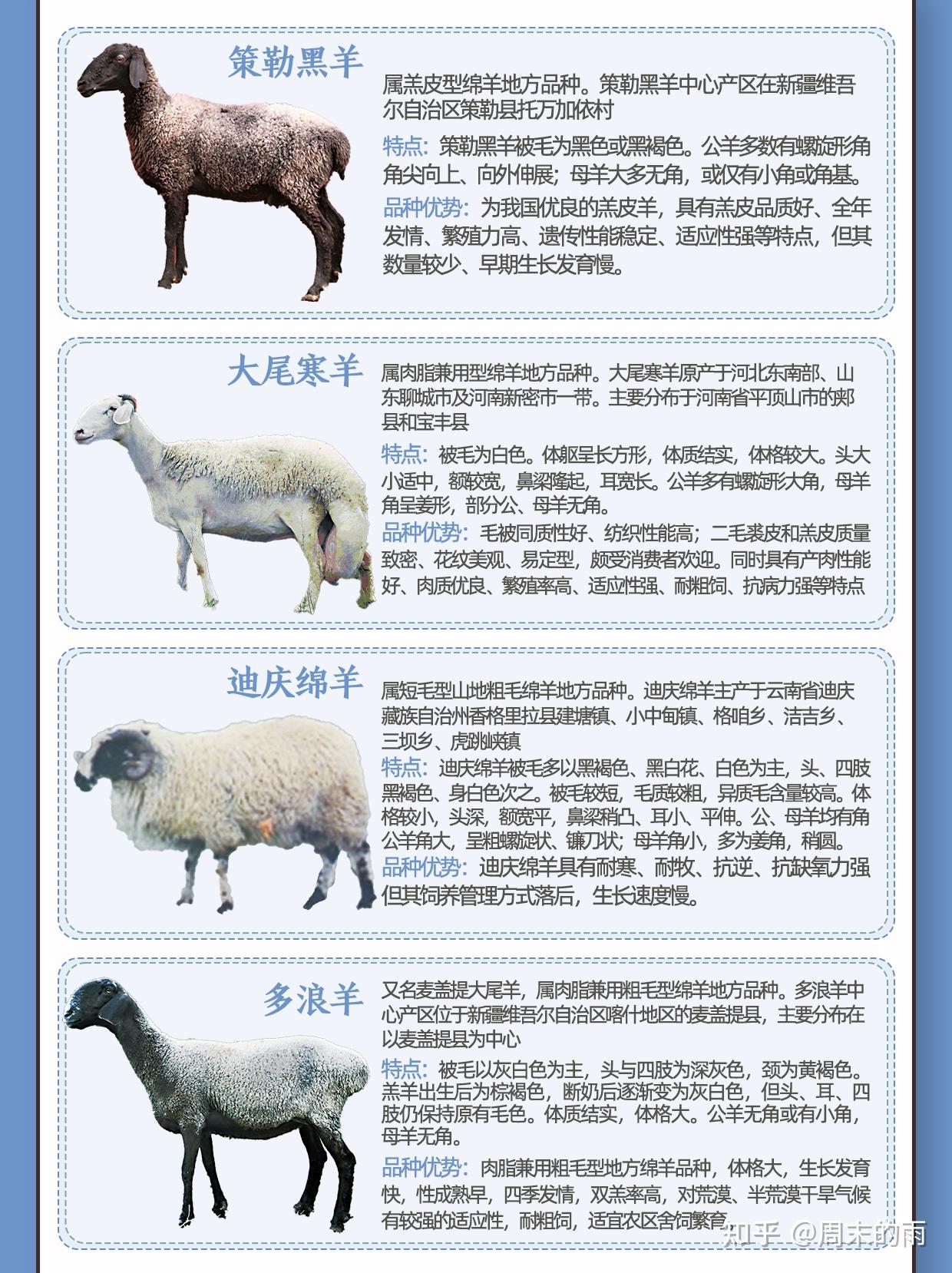 常见的60种绵羊大盘点,快来看看你家养的是哪一种? - 知乎