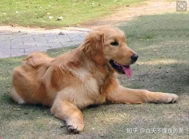 科學的飼養方式讓金毛犬壽命更長久