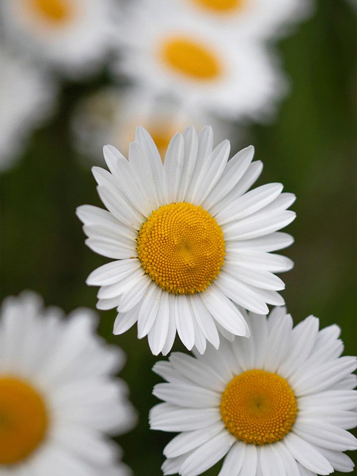 4月花語雛菊開朗樂觀與純真