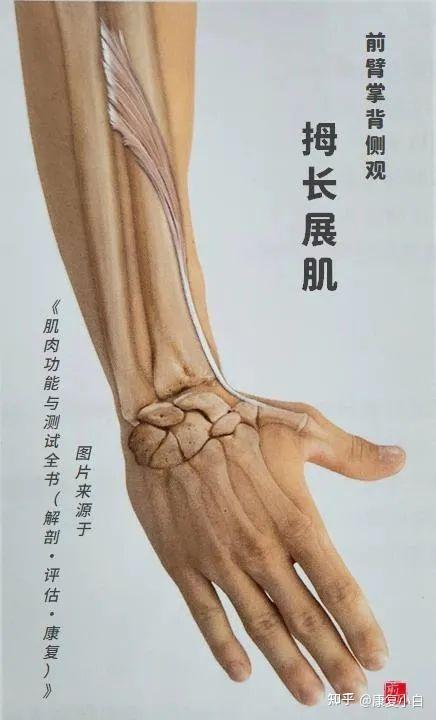 人体功能解剖——前臂后侧肌群 - 知乎