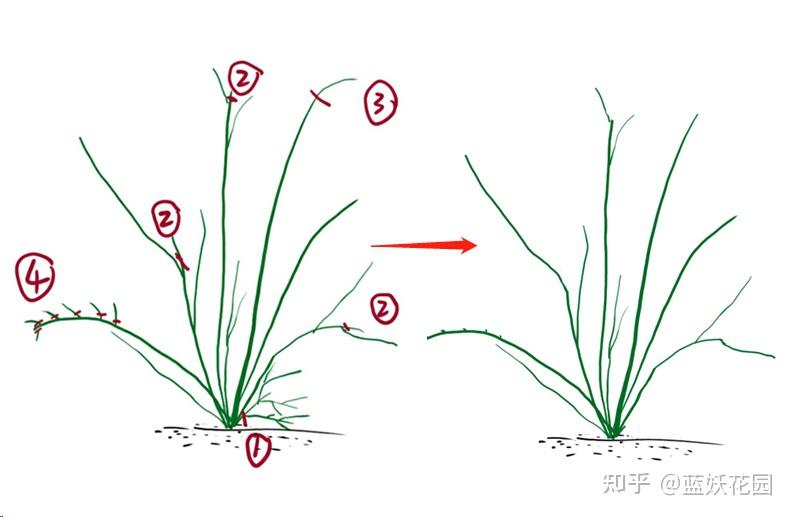 蓝妖:藤本月季冬季怎么修剪?这样剪新手也能轻松搞定