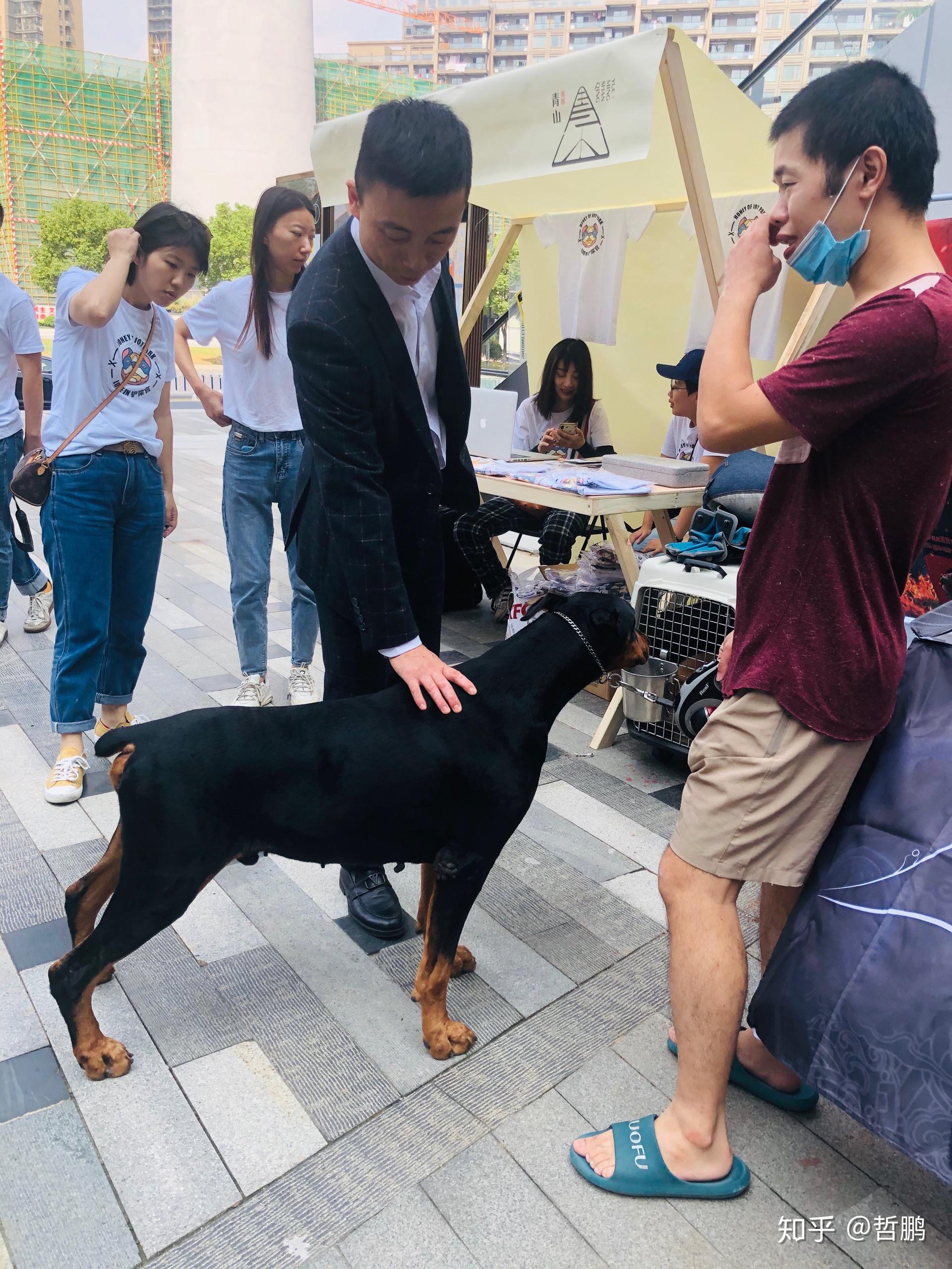 澳牧真的是奇异的品种或者说牧羊犬这类工作犬的个性天生就是热情