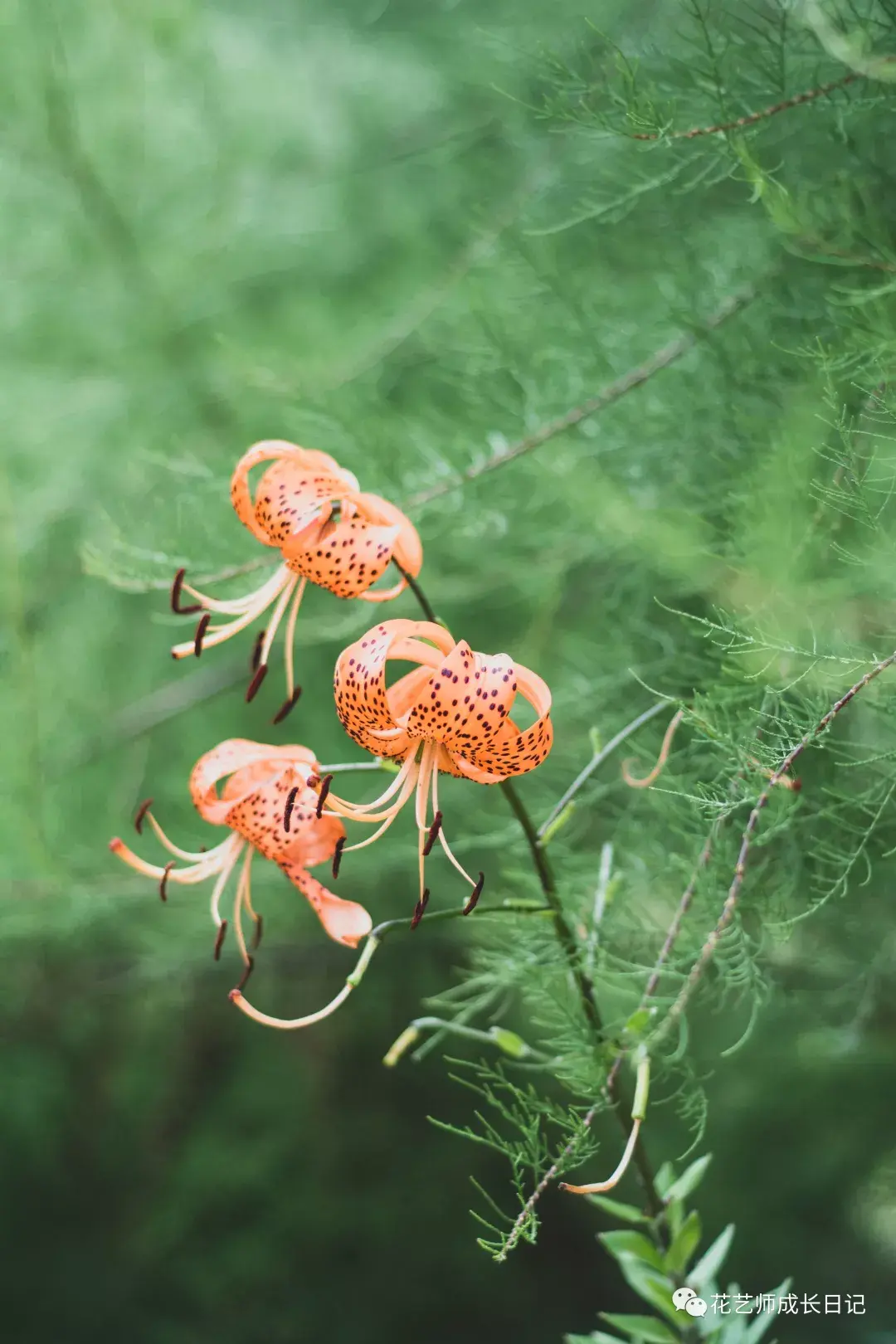 壁纸绿海里的卷丹花
