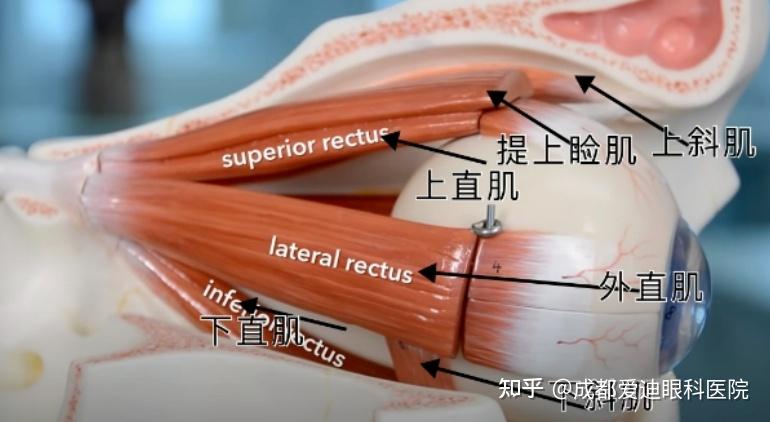 眼球斜視手術NGO水針刀 3D 美兆診所金門