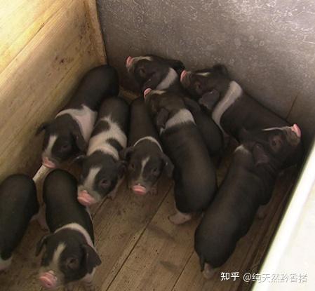 初生小猪怎样护理?4步带你了解,就算你是养殖新手也能轻松应对 - 知乎