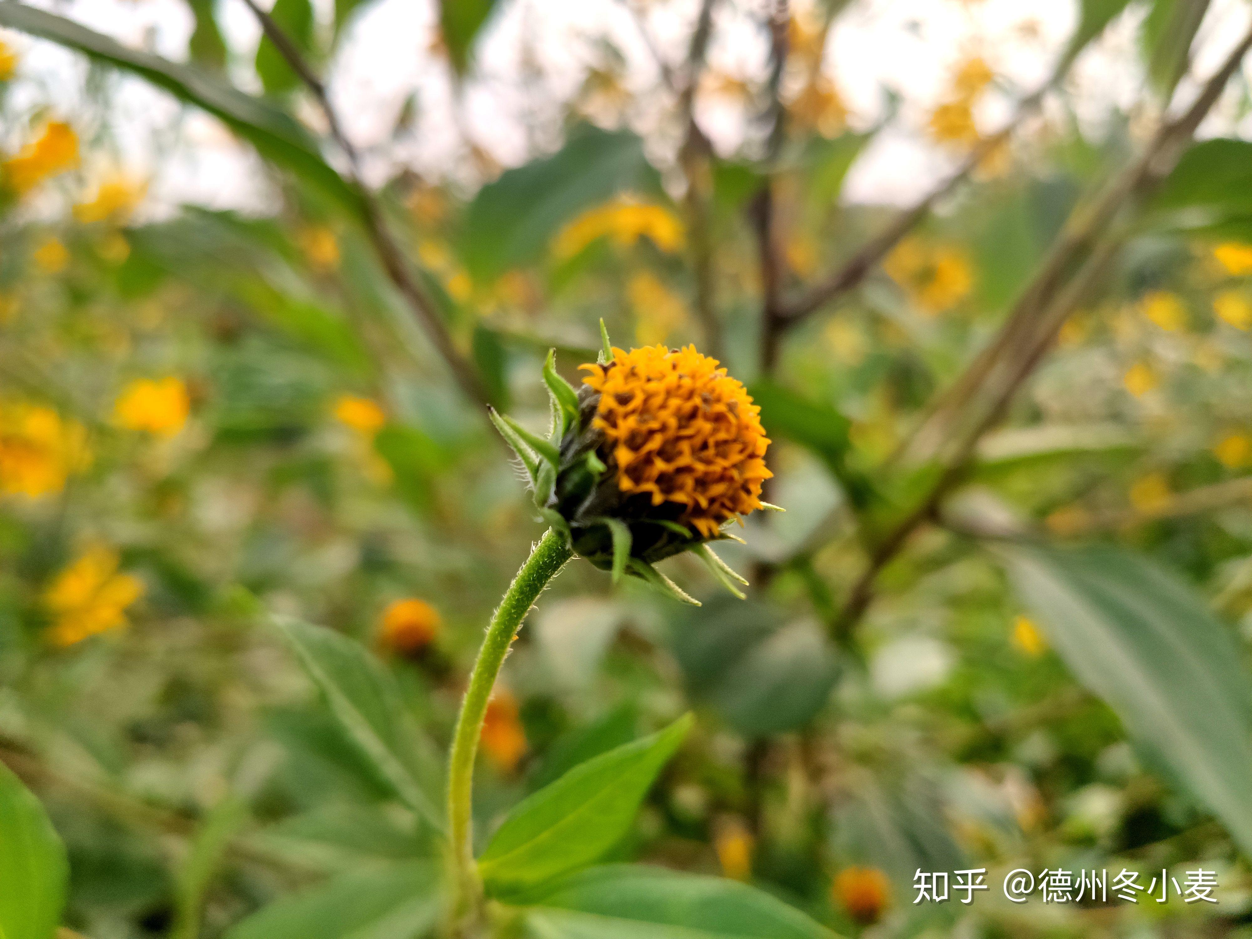 米9手机镜头下的洋姜——其黄色花挺美