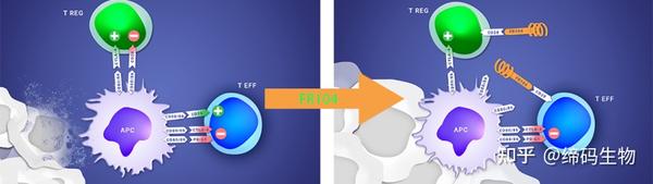 肿瘤免疫靶点 | CD28 - 知乎