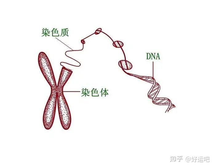 23对染色体介绍