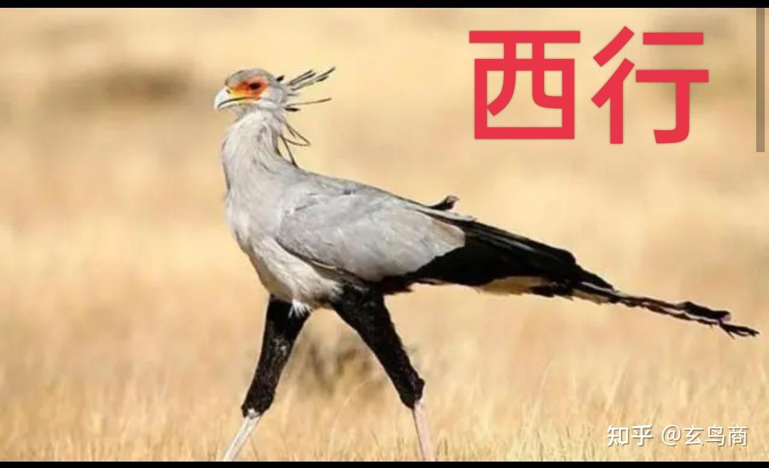 山海经大荒南经图文版分段四巫山黄鸟玄蛇帝药八斋