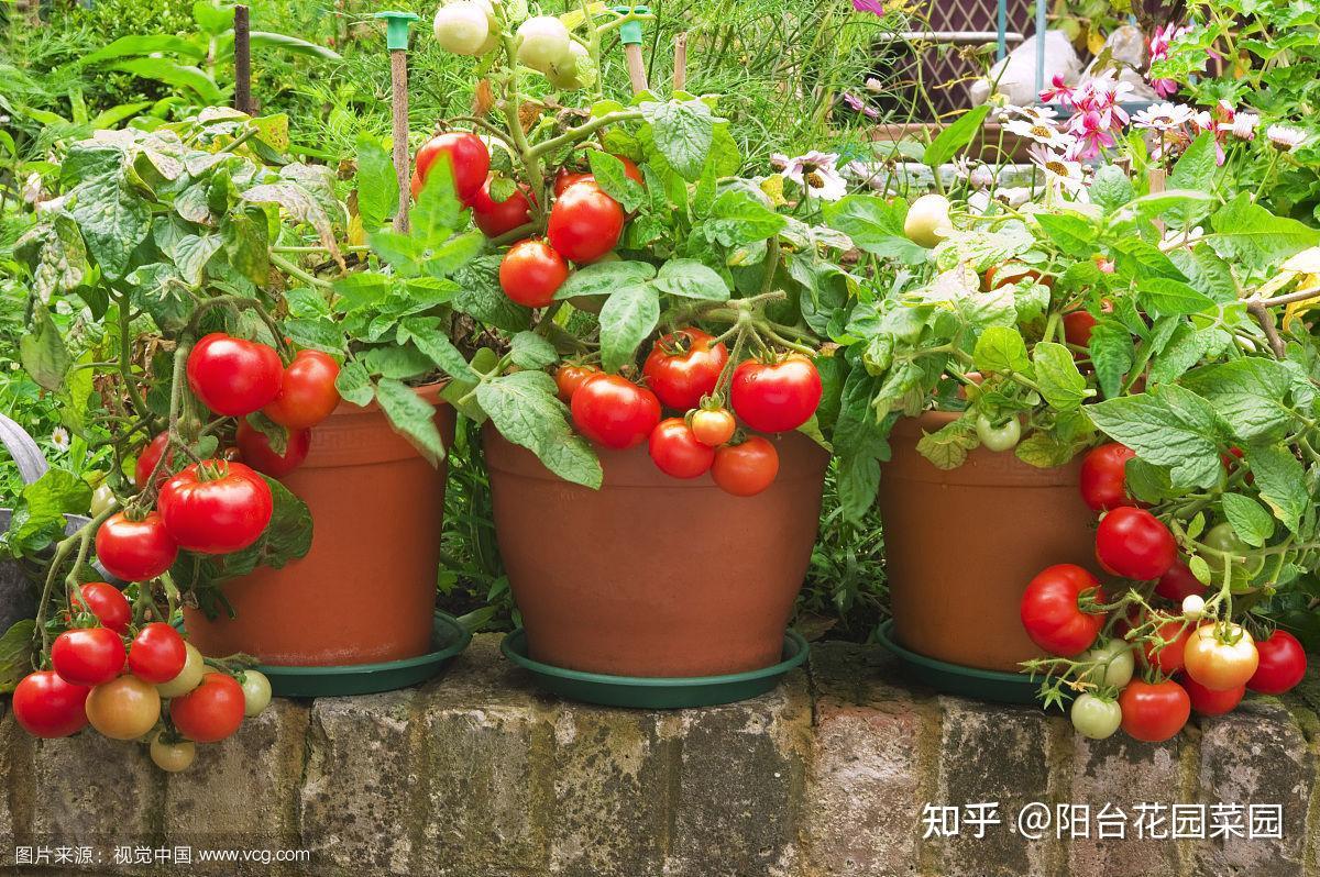 阳台种植小番茄的好方法，种一次持续收获，新手也能种好-种植记-种植记-哔哩哔哩视频