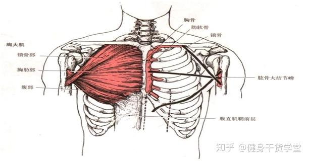下面我们来看一下今天的主题:胸大肌