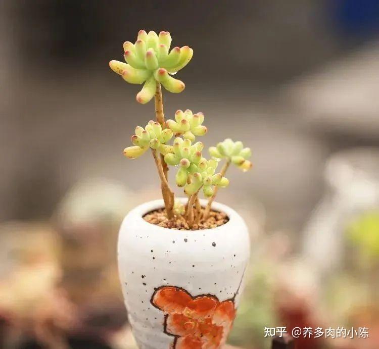 8种最容易出状态的多肉小老桩，你也可以养的很好！ - 知乎