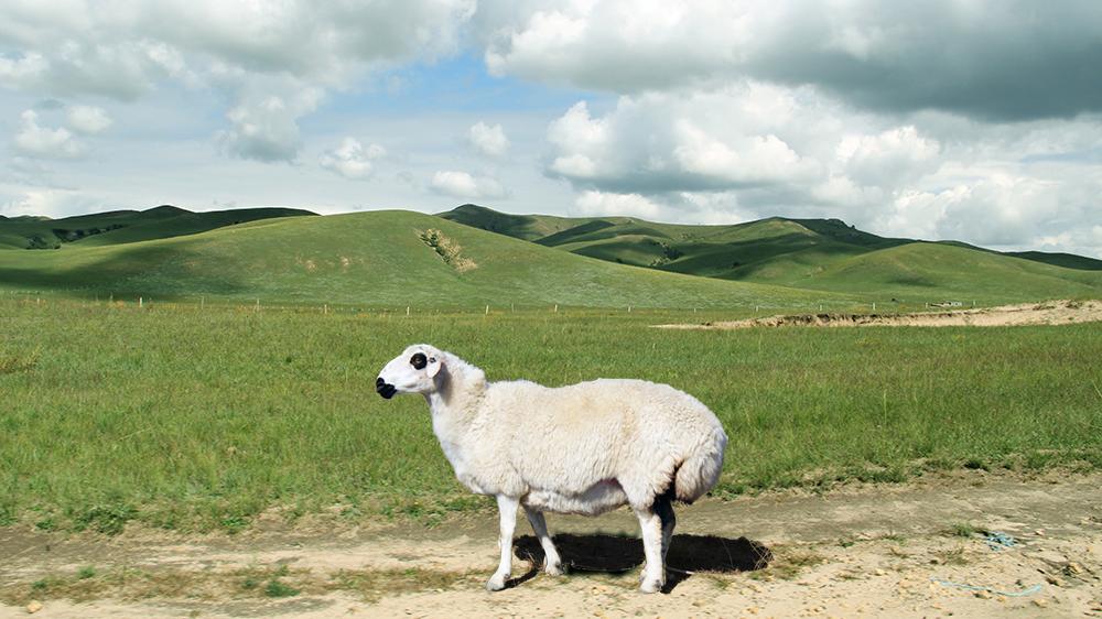 来自内蒙古北方高寒地带的黑头大尾寒羊