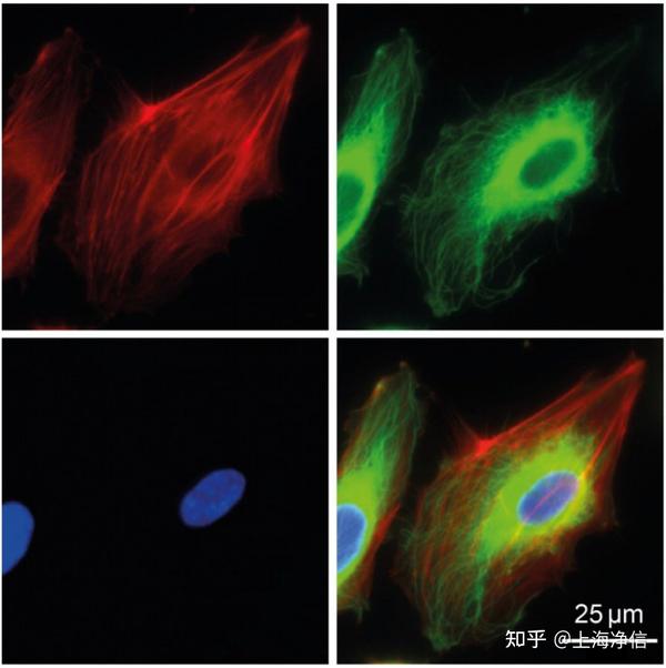 免疫荧光(IF)染色|如何使用ibidi 8孔高壁载玻片进行实验，拍出令人惊叹的图像 - 知乎